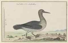 Aalscholver (Phalacrocorax capensis) of zeeduiker by Robert Jacob Gordon