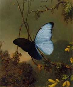 Blue Morpho Butterfly by Martin Johnson Heade