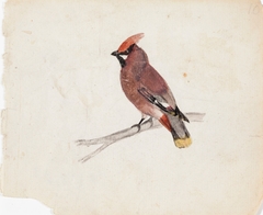 Bohemian Waxwing by Ferdinand von Wright