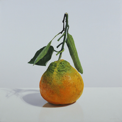 Citrus Reticulata, fructus by Marco Condrò