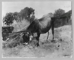 cow on pasture by Hermann Baisch