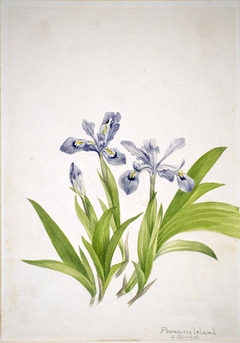 Crested Iris (Iris cristata) by Mary Vaux Walcott