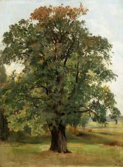 Дуб by Ivan Shishkin