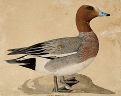 Eurasian Wigeon by Wilhelm von Wright