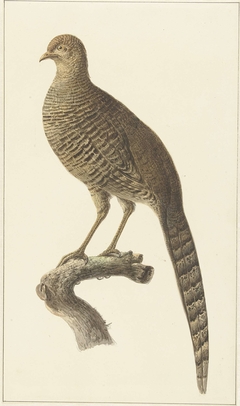 Goudfazant, hen by Pieter Pietersz Barbiers