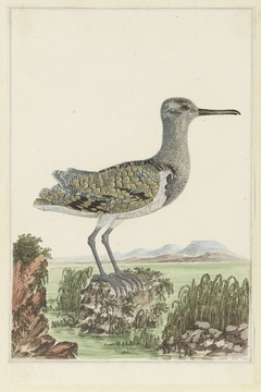 Goudsnip (Rostratula benghalensis) in een gedetailleerd landschap by Robert Jacob Gordon