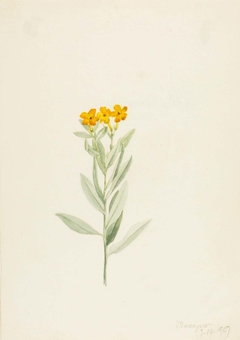 Lithospermum canescens by Mary Vaux Walcott