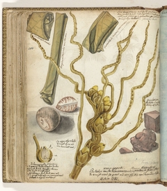 Methodes voor het maken van sirih by Jan Brandes