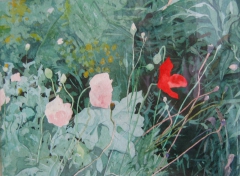 Mom's Poppies / Äidin unikot by Julia Prusi