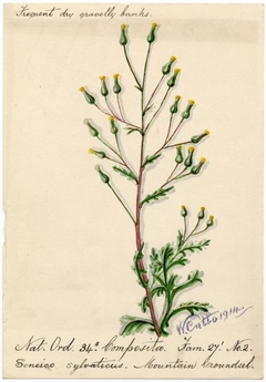 Mountain Groundsel (Senecio sylvaticus) - William Catto - ABDAG016141 by William Catto