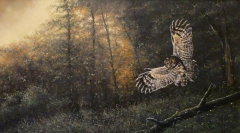 Owl in Flight by Barry Westcott