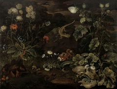 Plants and animals by Franz Michael Sigismund von Burgau the Elder