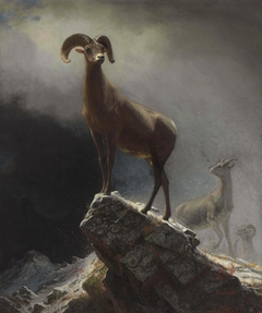 Rocky Mountain Sheep by Albert Bierstadt