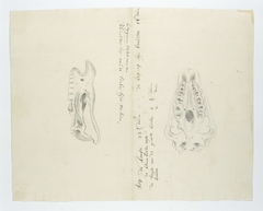 Twee skeletten van de kop van een zwarte neushoorn (Diceros bicornis), van links gezien en van boven of onder by Robert Jacob Gordon