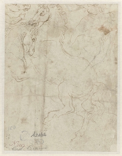 Vier hoofden van paarden by Girolamo da Carpi