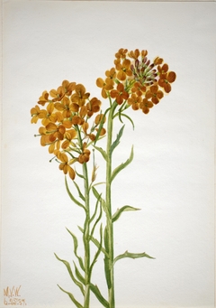 Wallflower (Erysimum wheeleri) by Mary Vaux Walcott