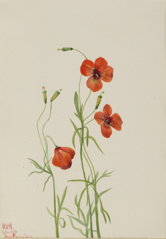 Wind Poppy (Stylomecon heterophylla) by Mary Vaux Walcott