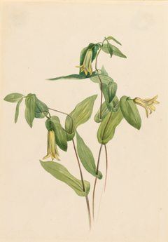 Wood Merrybells (Uvularia perfoliata) by Mary Vaux Walcott