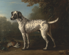 A Grey Spotted Hound by John Wootton