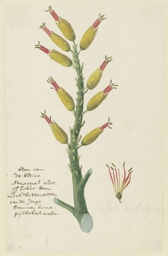 Aloe dichotoma, met detailstudie van de bloeiwijze by Robert Jacob Gordon