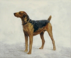 An Airedale Terrier by Anonymous