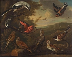 British Birds: Great Grey Shrike; Goldfinch; Coal Tit; a Pair of Crossbills;  a Pair of Yellowhammers and a Pair of Reed Buntings by Charles Collins