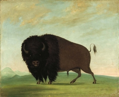 Buffalo Bull, Grazing on the Prairie by George Catlin