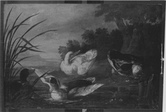 Enten am Gewässer by Johann Baptiste Bouttats