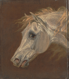 Head of a Grey Arabian Horse by Martin Ward