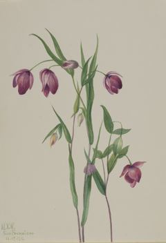 Purple Fairy Lantern (Calochortus anoenum) by Mary Vaux Walcott