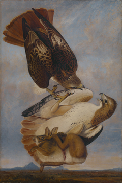 Red Tailed Hawk by Joseph Bartholomew Kidd