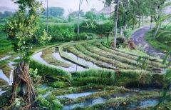 ricefield by Wolfgang Widmoser