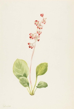 Showy Pyrolla (Pyrola asarifolia) by Mary Vaux Walcott