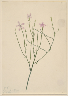 Skeleton Flower (Lygodesmia juncea) by Mary Vaux Walcott