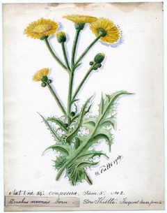 Sow Thistle - William Catto - ABDAG016137 by William Catto