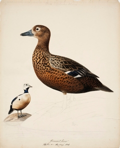 Steller's Eider ; unfinished by Magnus von Wright