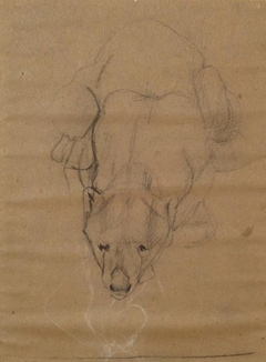 Study of a Bear - John Macallan Swan - ABDAG003761 by John Macallan Swan