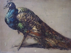 Study of a Peacock for ‘The Judgement of Paris’ by William Etty