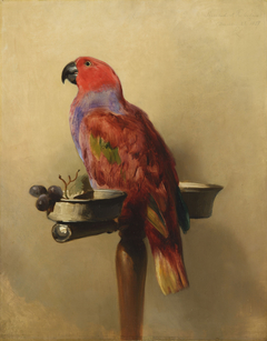 The Lory by Edwin Landseer