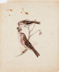 Two Redpolls by Ferdinand von Wright