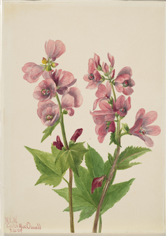 Untitled--Flower Study by Mary Vaux Walcott