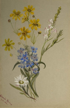 (Untitled, Group of Flowers) by Mary Vaux Walcott