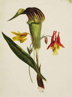 Untitled (Jack in the Pulpit) by Mary Vaux Walcott