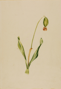 (Untitled) (Plant Study) by Mary Vaux Walcott