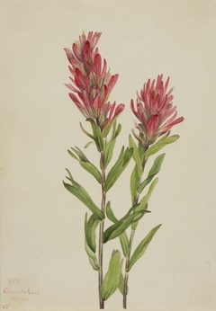 Alberta Paintbrush (Catilleja miniata) by Mary Vaux Walcott