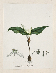 Androcymbium capense; met detailstudies van een bloem in verschillende stadia by Robert Jacob Gordon