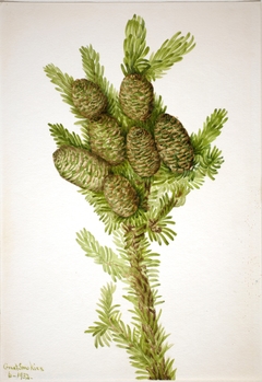 Balsam Fir (Albies fraseri) by Mary Vaux Walcott