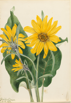 Balsamroot (Balsamorhiza sagittata) by Mary Vaux Walcott