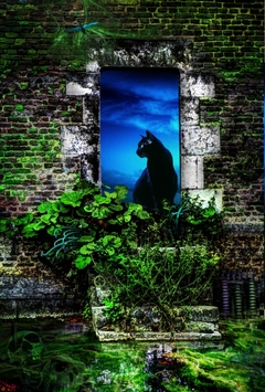 Black cat by Archi W. Bechlenberg