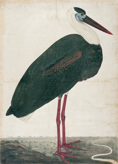 Black Stork in a Landscape by Anonymous